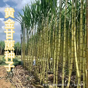 ���ڏV���S�����N�����L���ٺ�Ƥ������˺��Ƥ�����SƤ�������