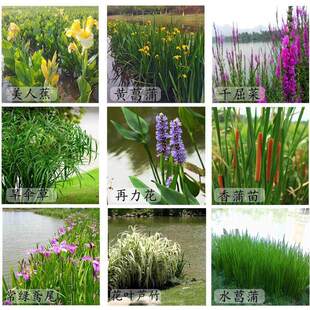 ˮ��ֲ�����˽��������S���Sβ�JȔ���Ѻӵ��G��ˮ���쾰����