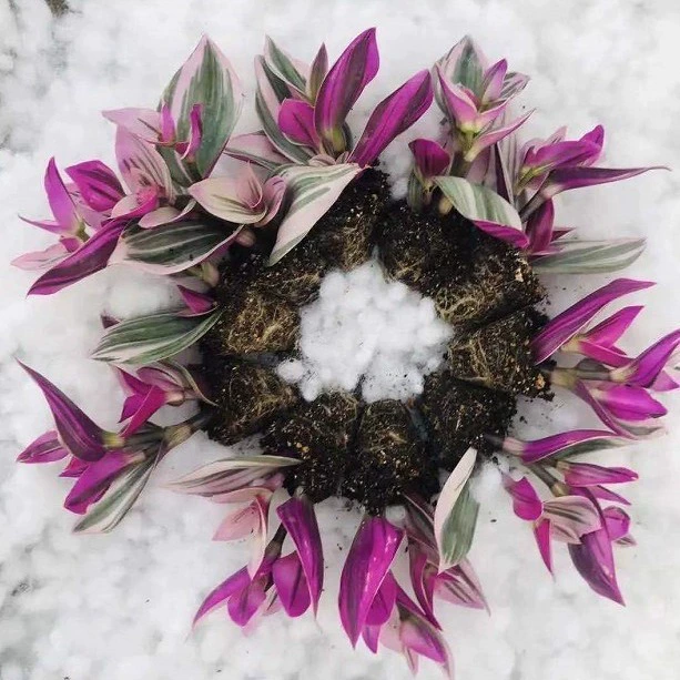 Картина маслом свадебные скобки вилка саженцы горшечные рассады настоящий выстрел 3-5 см основа для суккулентных растений прямые продажи Большие выгодно