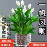 一帆风顺白掌盆栽植物室内四季常青办公室吸甲醛水培免浇水好养花