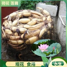 NźˮBļͺɻɏźN^pɻNɏ