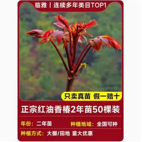 Tuona (Toona sinensis) красно-листная саженец, съедобные ароматные весенние почки — саженцы 1–12 лет, 40–110 см
