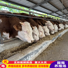 普定縣改良肉牛價格行情 紫雲西門塔爾肉牛犢養殖場 繁殖母牛價格