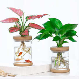 创意水培花瓶绿萝水养植物花盆透明塑料木塞瓶桌面圆筒塑料器皿