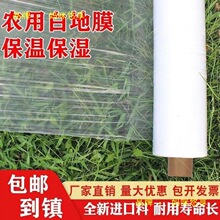 ������ֲ�ص�Ĥ��ݮ�ֲ�ũ���ָ������׻����������ϱ�Ĥ�߲�