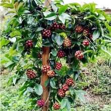 【跨境供货】黑老虎果种子大血藤布福娜水果种子新品种南北方可种