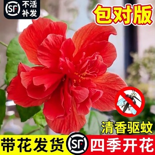 ��ɣ�������ذ�ľ�Ș��玧�����tɫ�����҃��̨ͥԺ�ļ����ܾGֲ