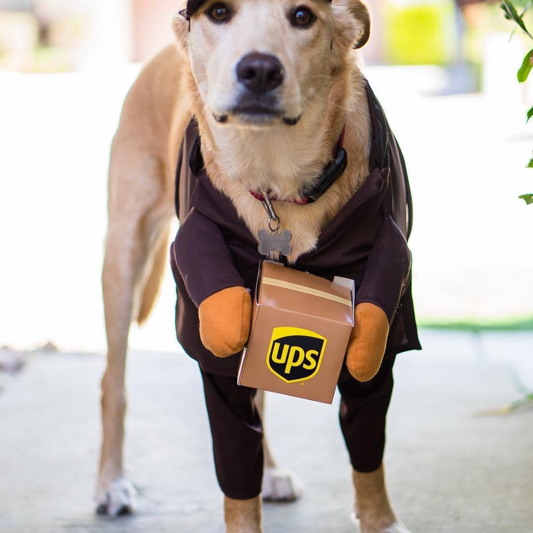 Amazon divertido expreso perro mascota gato ropa pequeño mediano grande perro francés cubo Golden Retriever suministros Otoño e Invierno