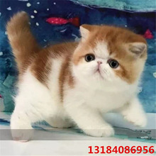 加菲猫咪活物出售纯种波斯加菲猫活体纯白加菲猫大脸长毛加菲批发