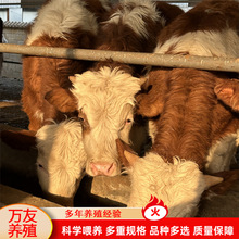 改良肉牛养殖 西门塔尔牛小牛犊子的价格 西门塔尔牛肉牛苗批发