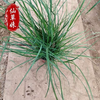 狼尾草 小兔子狼尾草 观赏草基地 青州花海园林绿化