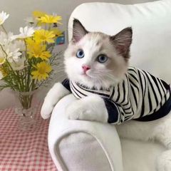 毛の秋のタイプの猫の服の布の猫の四季の格好いい2足の衛衣の英の短い春秋の犬の服は脱ぎを防ぎます。