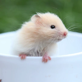 仓鼠生活用品;仓鼠窝、笼;仓鼠主粮