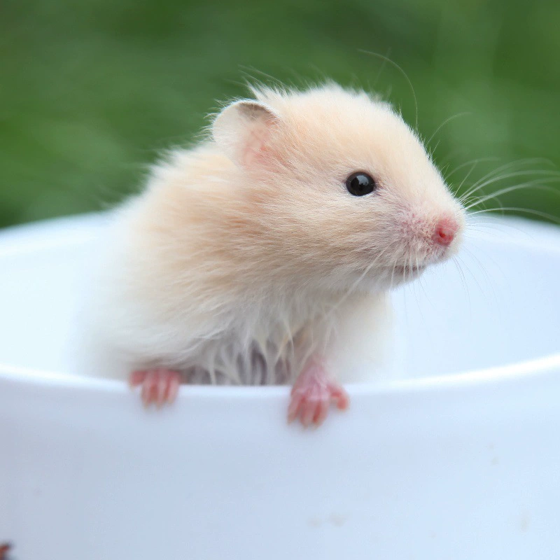 Цзянсу оптовый маленький хомяк трехлинейный пудинг