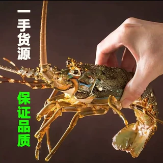 龙虾小青龙活冻越南生冻小青龙活虾冻虾生猛海鲜冻品批发零售