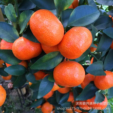 小金桔種子盆栽種子桔柑橘年桔橘子種子室內種植陽台果樹種籽種子