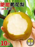 新鲜黄花梨10斤当季现摘黄皮梨皇冠梨酥脆梨非翠冠梨孕妇水果包邮