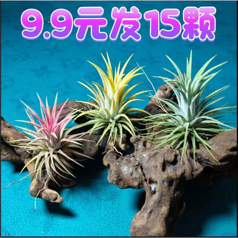 Воздушное ананасовое растение-эльф, беспочвенное ленивое зеленое растение для дома, офиса, рабочего стола, очищает воздух и легко выживает.