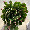 [Base direct batch] Crab claw orchid potted two -color multi -specified New Year's Lunar Flower succulent plants resistance and flowers