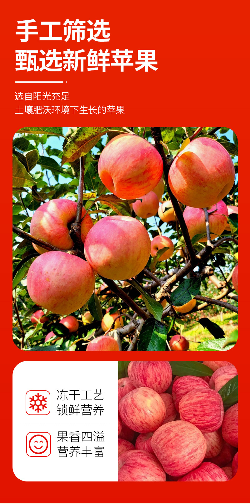 Freeze-Dried Apple Slices (Malus domestica) — Crisp FD Dried Fruit Snack, 35g Jar quality and texture