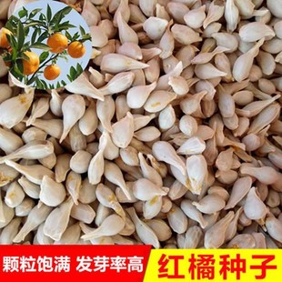 ���l�²��ך��N����ȷN�����ټt�۷N�Ӽ޽Ӹ����Y�ܛ֦С�~���