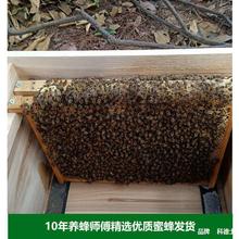 蜜蜂蜂群中带土蜂王蜂群带中华蜂中蜂箱养殖出售活体阿坝蜂脾带子