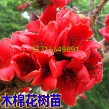 �ͺ�ľ�޻�����ľ�޻���Ӣ�ۘ�tľ�����Ե��Ԅe��ͥԺ�L������