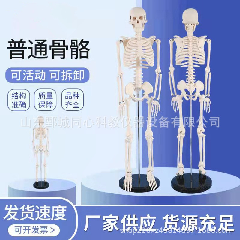 初高中生物教学仪器人体骨骼模型教学设备正骨健身房瑜伽展示模型