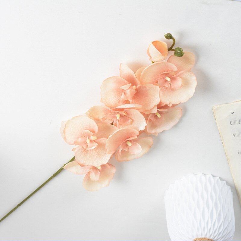 모조 호접란 [샴페인 컬러]