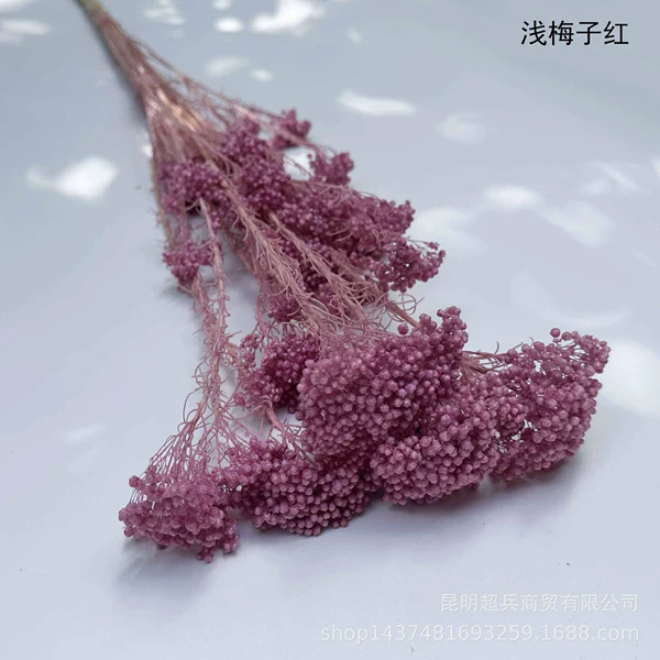 ◦◦◦◦◦◦Light plum red◦◦◦◦◦◦