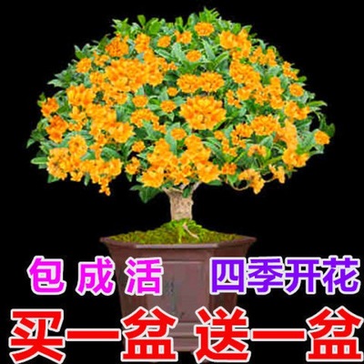 sweet-scented osmanthus Sapling Potted plant highly flavored type Four seasons Bloom August Gui Fragrans Kim flowers and plants Green plant indoor courtyard