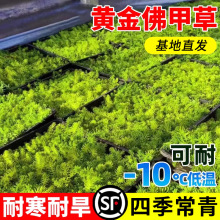 佛甲草盆栽多肉黄金万年草盆栽耐寒地被矮生花镜植物好养四季常青