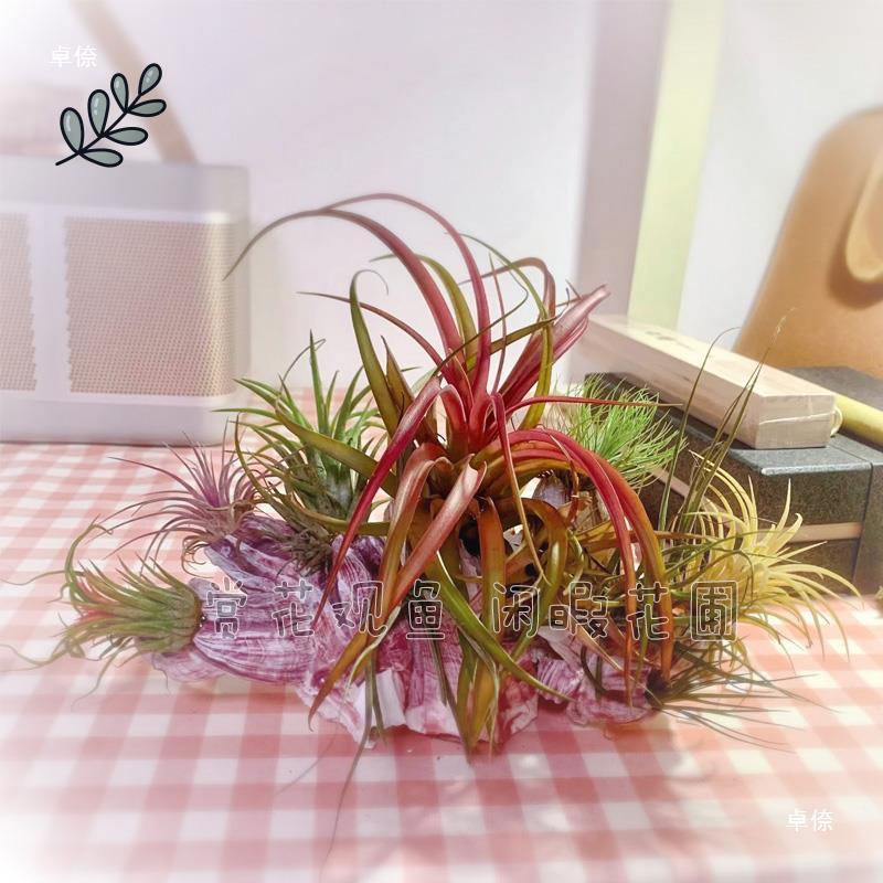 空气凤梨相框艺术玄关入户空气装饰画多肉绿植客厅阳台温室花卉黄