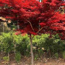 紅楓樹苗四季中國紅庭院美國日本紅舞姬盆景室外綠化植物苗木耐寒