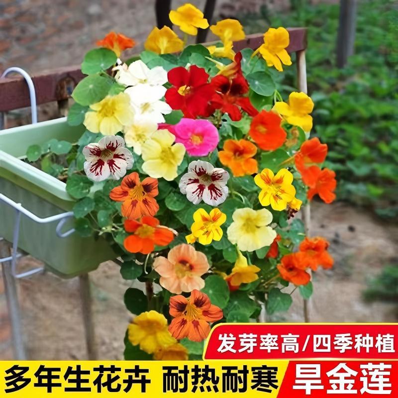 旱金莲种子七彩旱荷花种籽花苗四季开花爬藤室内阳台盆栽花卉种子