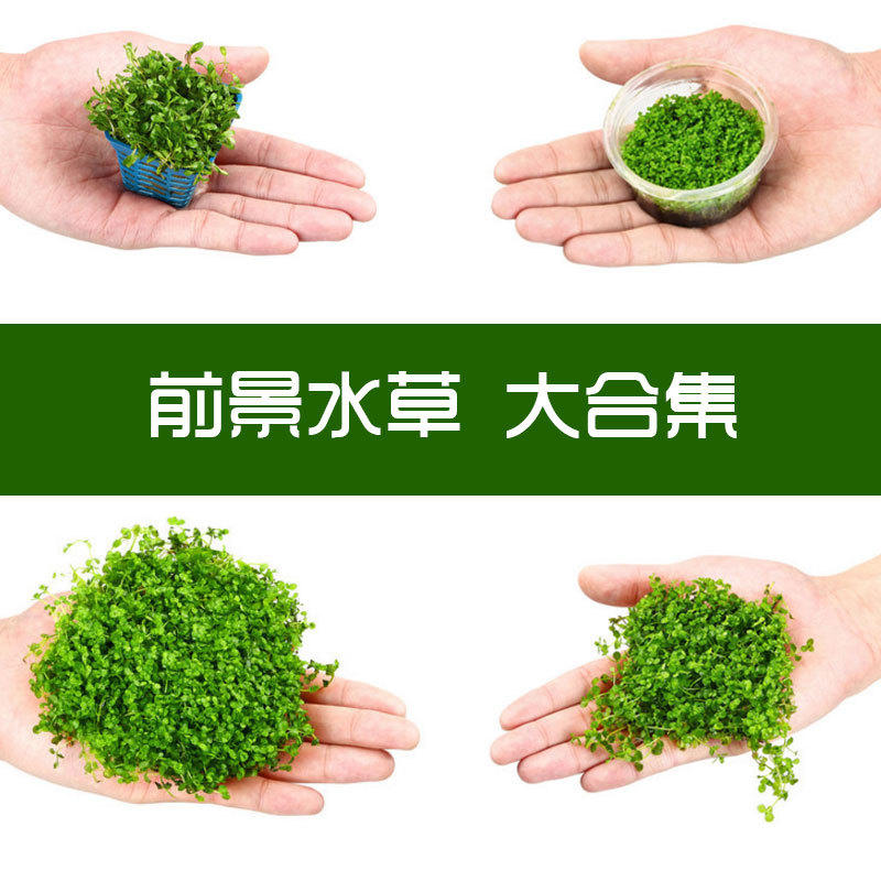 草缸造景真莫斯三角莫斯水晶莫斯垂泪莫斯火焰莫斯珊瑚莫斯鹿角苔 询价 阿里巴巴