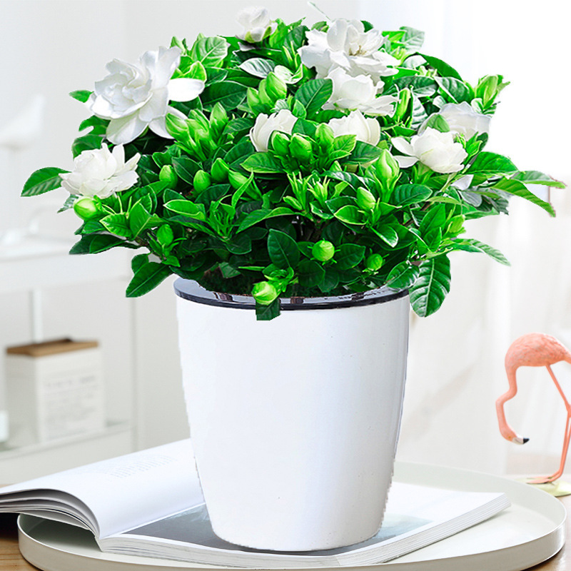 새싹 [게으른 분지 대형] + 비료가있는 중간 치자 나무