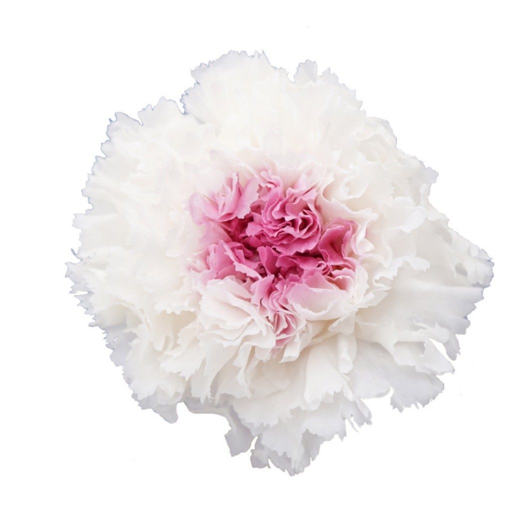 Cabezas de Claveles Preservadas A+, 4-5 cm, Paquete de 8, Arte Floral DIY, Caja de Regalo Educativa, Día de la Madre, Venta al por Mayor de Fábrica