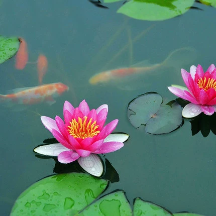 Оптовые поставки семян лотоса и водной лилии для питомников, парков и аквакультуры, корни с бутонами, четырехсезонные, для прудов и аквариумов.