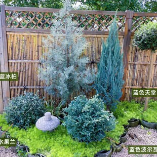 Blue Ice Cypress Potted Seedlings, Blue Paradise Blue Cypress, Evergreen Trees for the Courtyard, Cold-Resistant Flower Mirror Pine and Cypress Trees