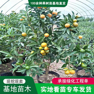 �������_���Խ�����l_���������Ә����^�p����