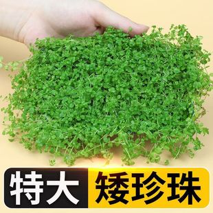 Prospect Mini Lying Low Pearl Crawling Fish Tank Landscaping Live Real Water Plants Lazy Quick Turf Plant Lawn