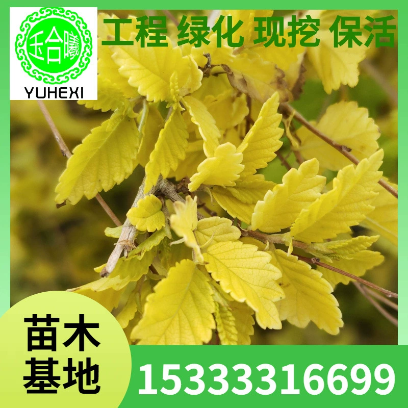 Чашка для питательных веществ для рассады золотистого листа вяза, чашка для питательных веществ для рассады золотистого листа вяза, живая изгородь из золотистого листа вяза, рассада золотистого листа вяза, золотистый лист вяза