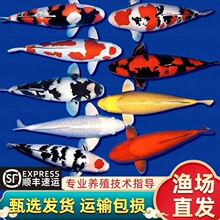 日本正宗红白三段锦鲤昭和黄金大正纯种观赏鱼淡水好养大锦鲤鱼池