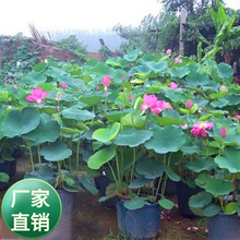 ���lˮ��ֲ�� ����ɏ���N�� �N�� �ɻ��Nź�N��ˮ��G�����ذl؛