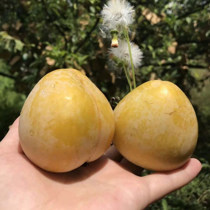 Саженцы плодовых деревьев оптом прививка саженцев плодов можно высаживать на севере Юга саженцы Золотой сливы саженцы сливы