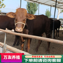 利木贊牛養殖場基地雲南改良肉牛犢價格育肥肉牛養殖基地