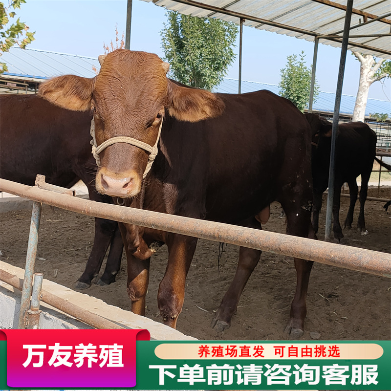 利木赞牛养殖场基地云南改良肉牛犊价格育肥肉牛养殖基地