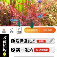 ˮ��ֲ������~���쾰ˮ�൭ˮ���w�ײ�Ī˹����ǰ�к����ˮ��