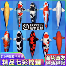 锦鲤鱼活鱼观赏鱼纯种鱼大型红白冷水淡水好养耐活金鱼小鱼苗中通